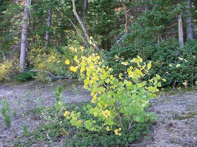Autumn-in-Colorado-2007-018