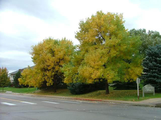 Autumn-in-Colorado-2007-02