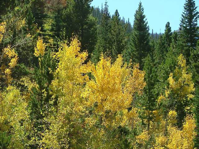 Autumn-in-Colorado-2007-024