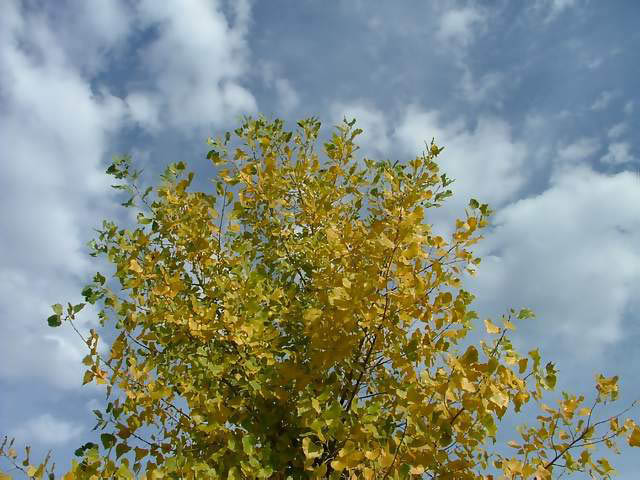 Autumn-in-Colorado-2007-049