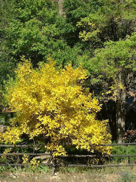 Autumn-in-Colorado-2007-058