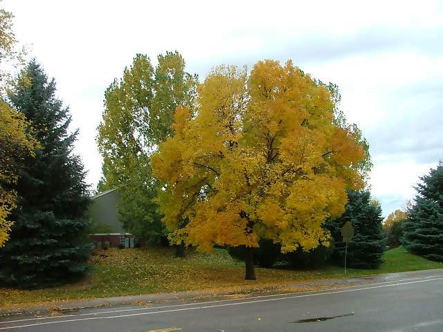 Autumn-in-Colorado-2007-06