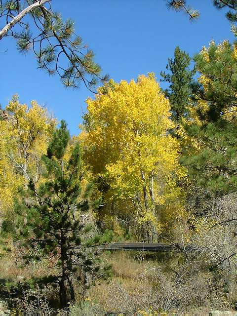 Autumn-in-Colorado-2007-071
