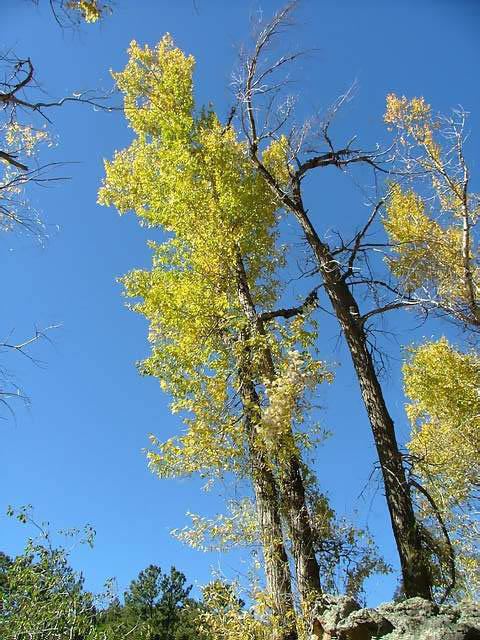 Autumn-in-Colorado-2007-082