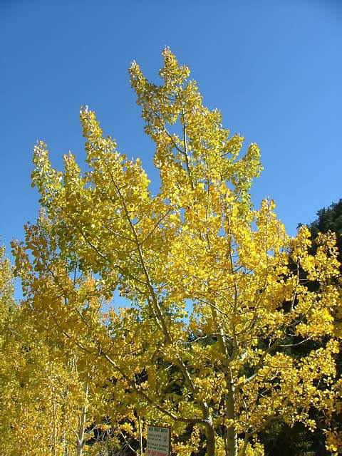 Autumn-in-Colorado-2007-085