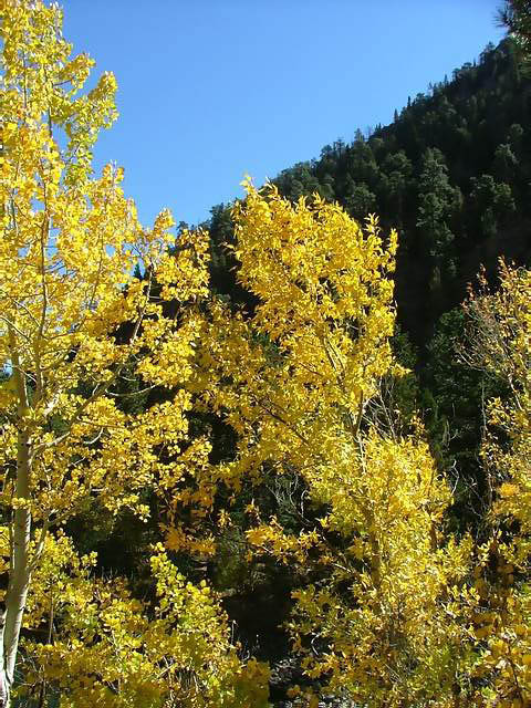 Autumn-in-Colorado-2007-086