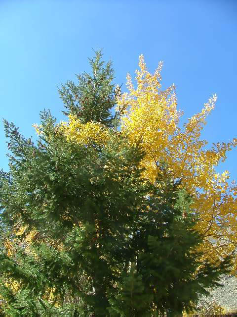 Autumn-in-Colorado-2007-122