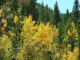 Autumn-in-Colorado-2007-024