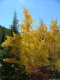 Autumn-in-Colorado-2007-120